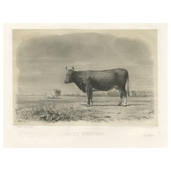 Schöner antiker Druck einer Breton-Kuh, eine französische Rindsbretter aus der Bretagne, 1862