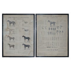 Pair of Antique French Anatomical Equestrian Prints of Horse Anatomy and Defects
