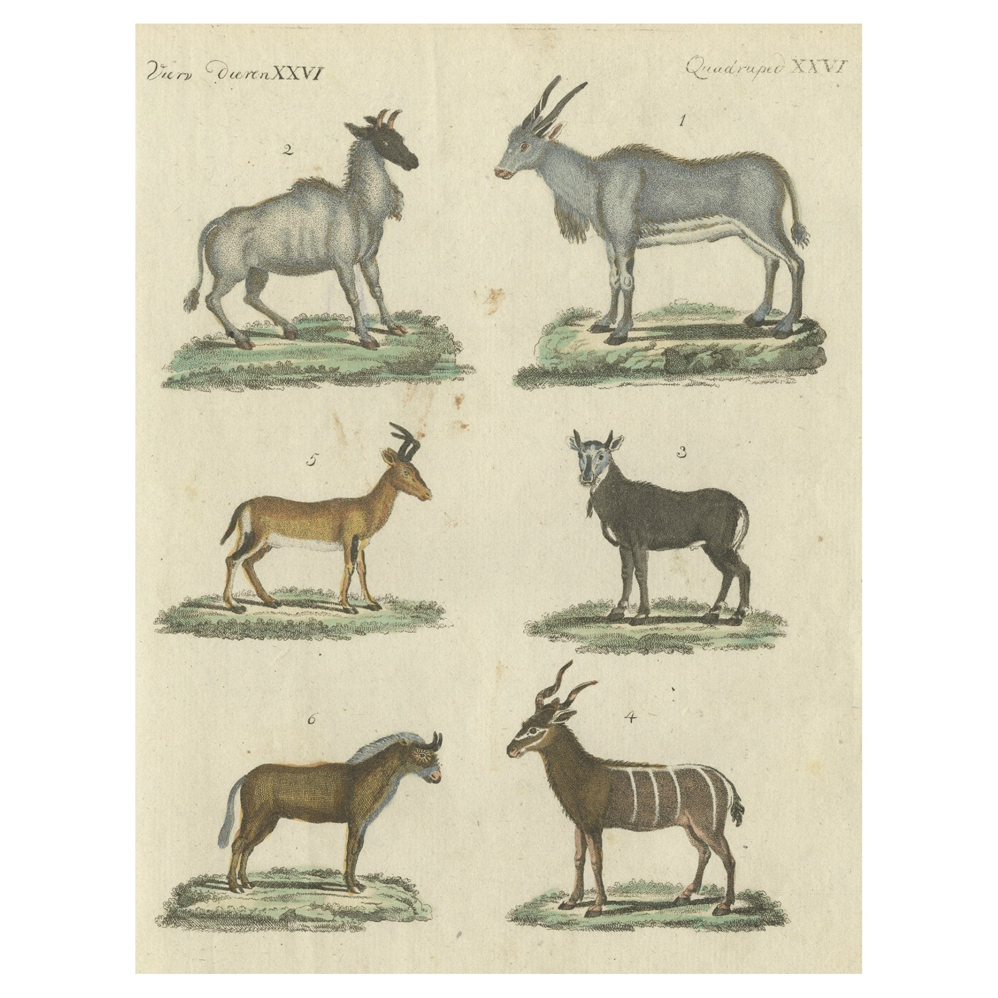Impressions d'animaux antiques en coloration à la main ancienne, publiées en 1800