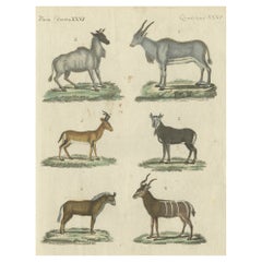 Antike Tierdrucke in alter Handkolorierung, veröffentlicht im Jahr 1800