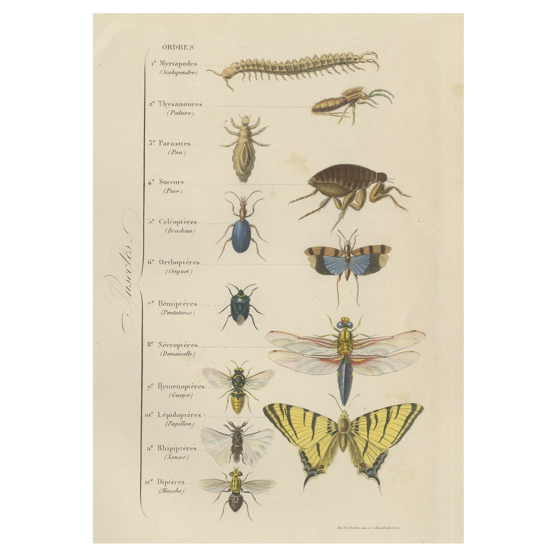 Impression ancienne de diverses insectes, publiée en 1854