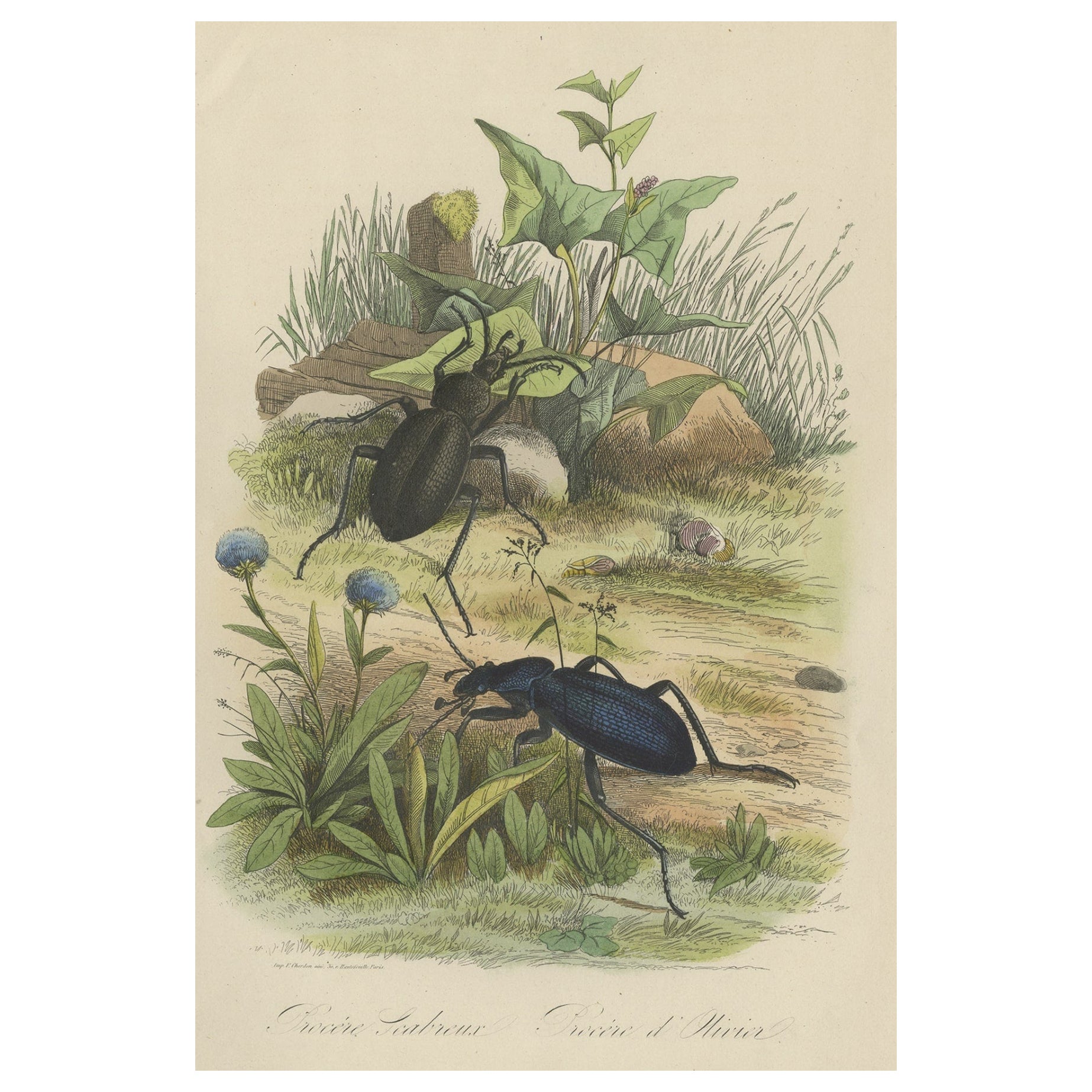 Antique Print of Beetles, Published in 1854 For Sale