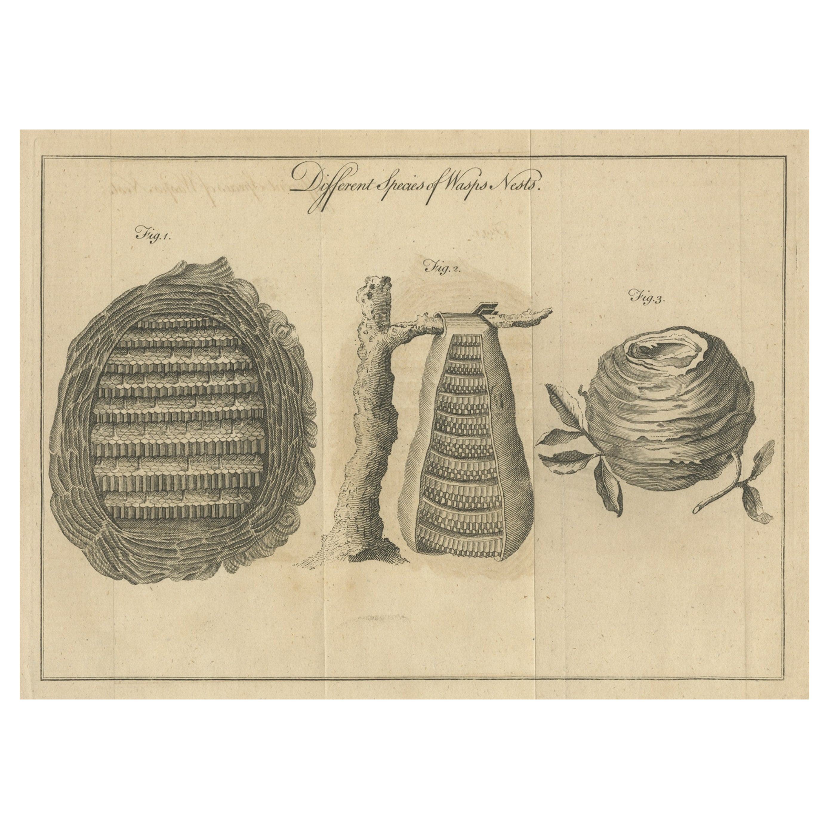 Original Antique Copper Engraving of Various Wasp Nests, Published circa 1780 For Sale