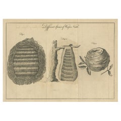 Gravure ancienne sur cuivre représentant divers nids de guêpes, publiée vers 1780