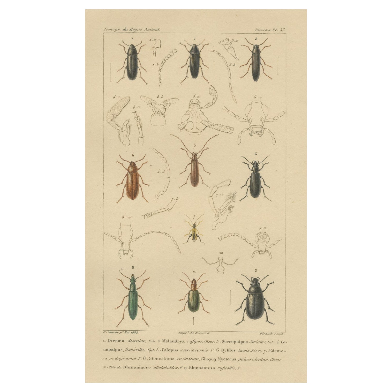 Original antiker Originaldruck von verschiedenen Käfern und anderen Insekten, 1834