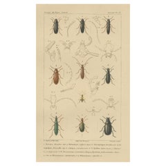 Original Antique Print of Various Beetles and Other Insects, 1834