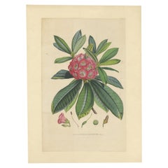 Grande litografia originale antica di fiori del rododendro Barbatum, 1849