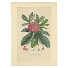 Grande lithographie originale et ancienne de fleurs du Rhododendron Barbatum, 1849