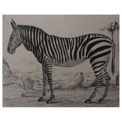 Original Antique Print of a Zebra, 1835, 'Unframed'
