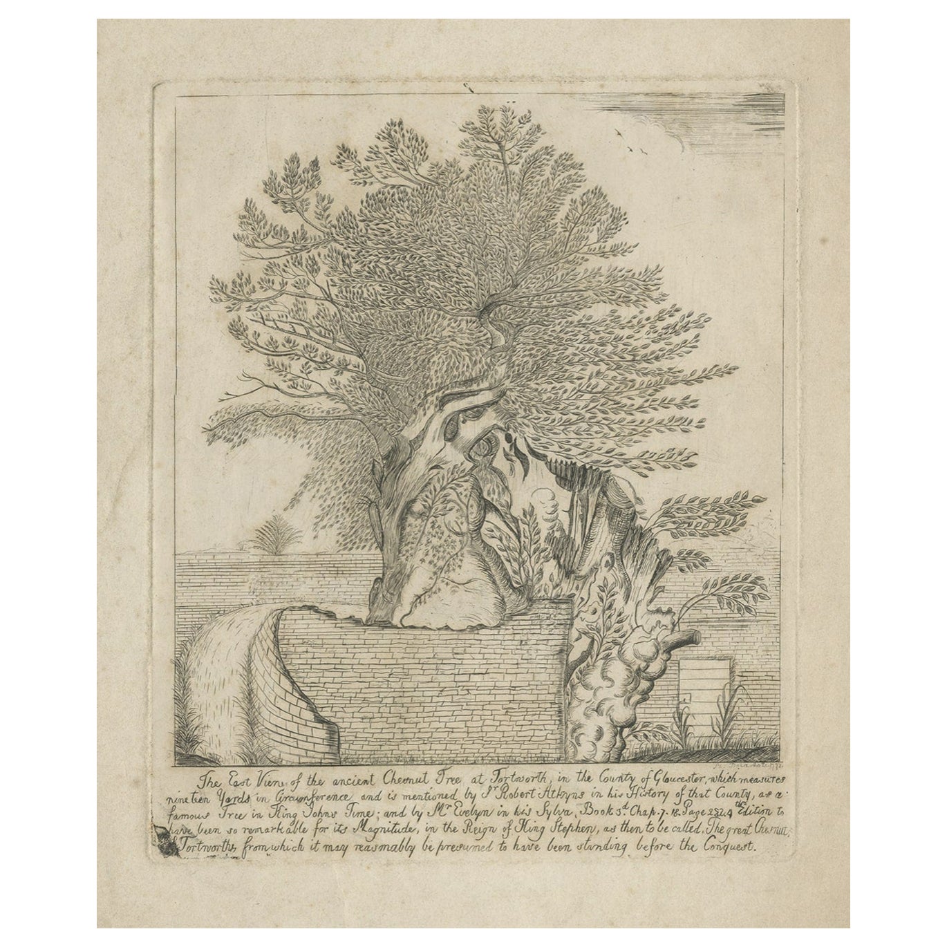 Alte Radierung des „großen“ Kastanienbaums in Tortworth, Gloucester, England, 1771