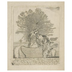 Used Old Etching of The 'Great' Chestnut Tree at Tortworth, Gloucester, England, 1771