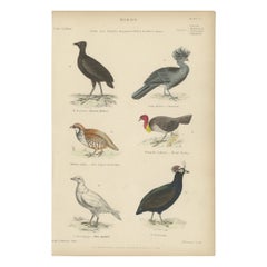 Vogeldrucke von Mankirio, dem Curassow, einem Partridge, einer Türkei und einem Sheathbill, um 1860