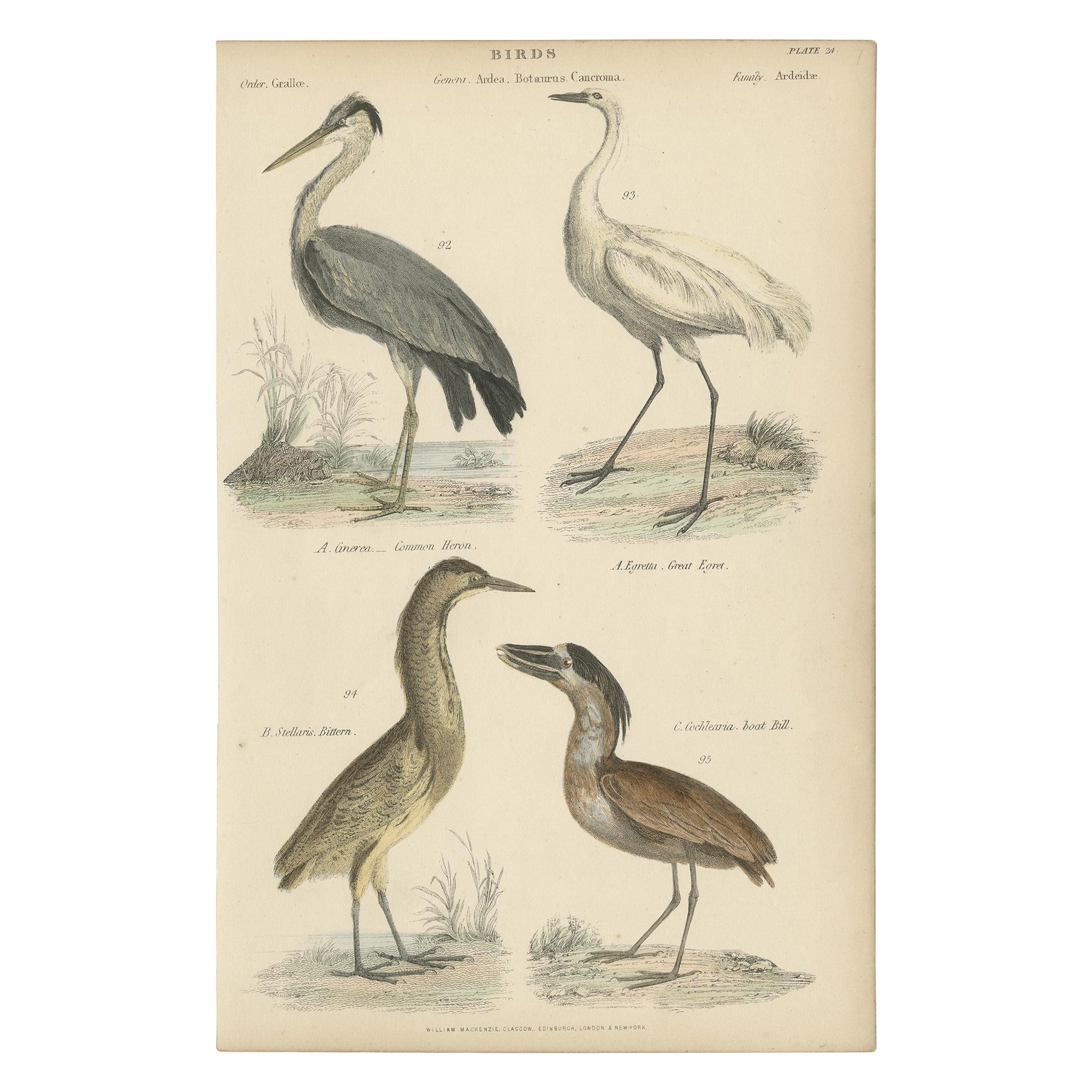 Ancienne gravure d'oiseaux représentant le héron cendré, la grande aigrette, le butor et le bec-de-boeuf, vers 1860 en vente