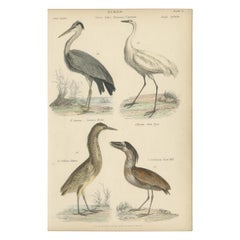 Old Bird Print of the Common Heron, Great Egret, Bittern and Boat Bill, ca.1860