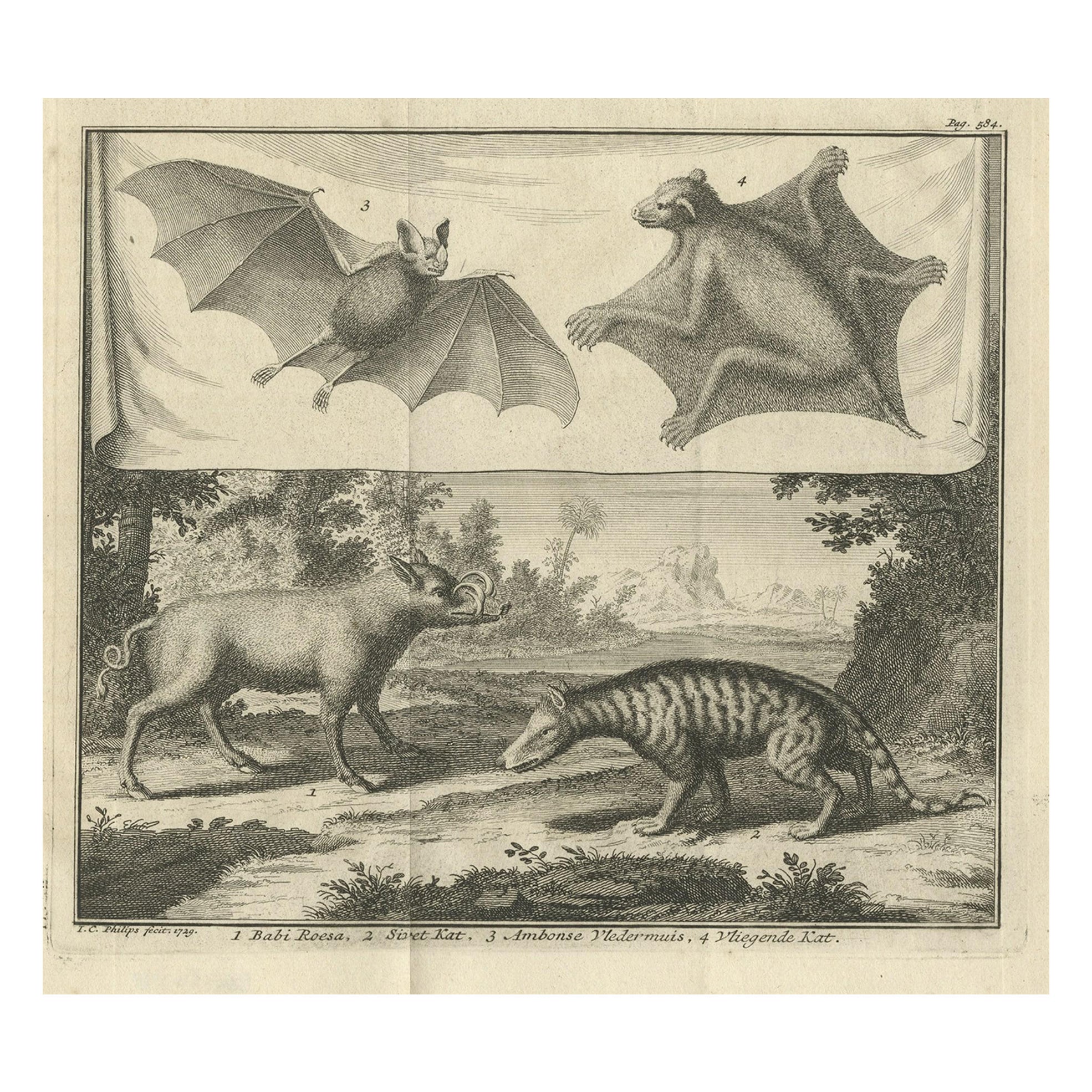 Rare Old Copper Engraved Print of a Flying Cat, a Pig, a Bat and Civet Cat, 1729 For Sale