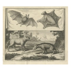Rare Old Copper Engraved Print of a Flying Cat, a Pig, a Bat and Civet Cat, 1729