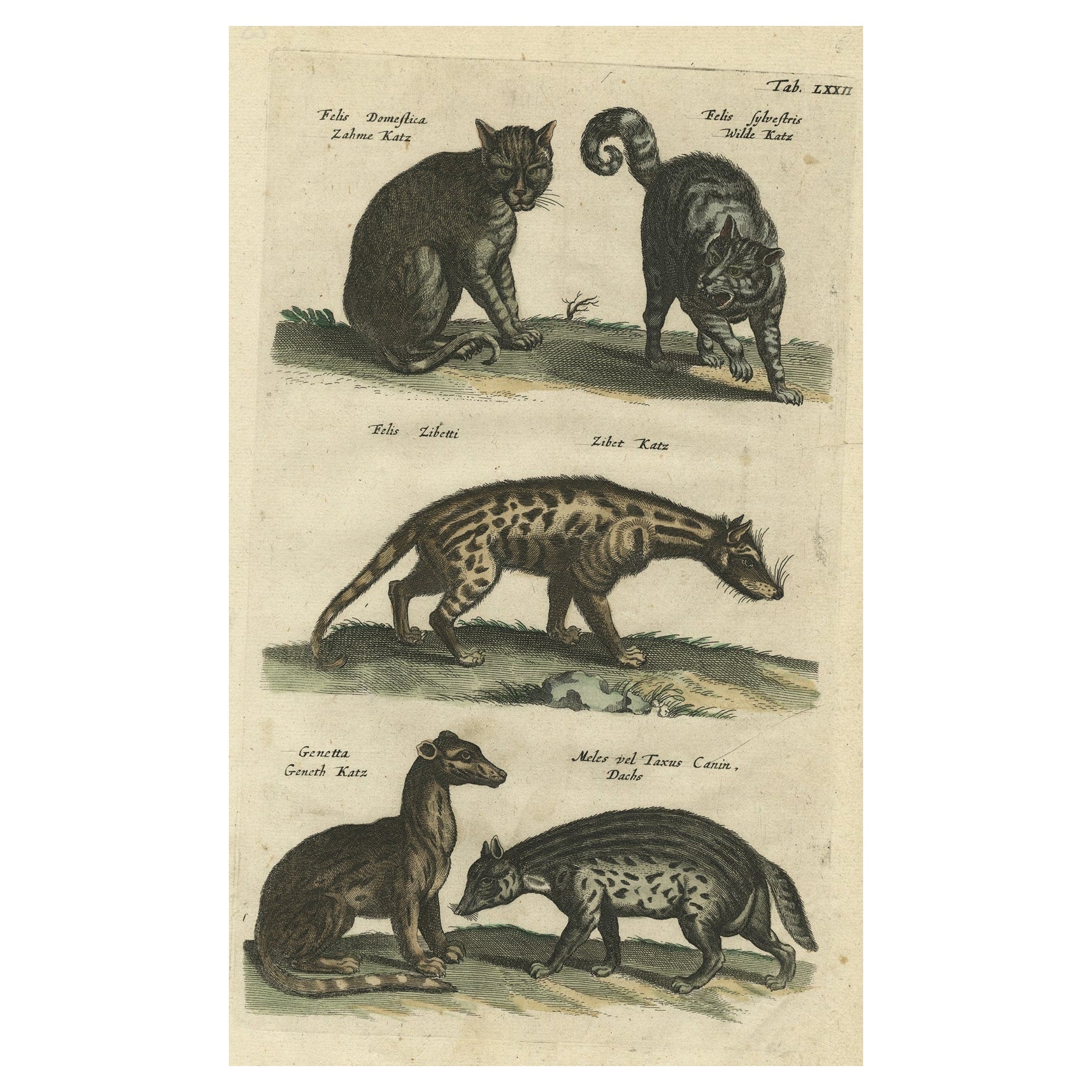 Antique Print of Domestic and Wild Cat Species, incl The Civet, 1657 For Sale