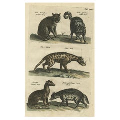 Antique Print of Domestic and Wild Cat Species, incl The Civet, 1657