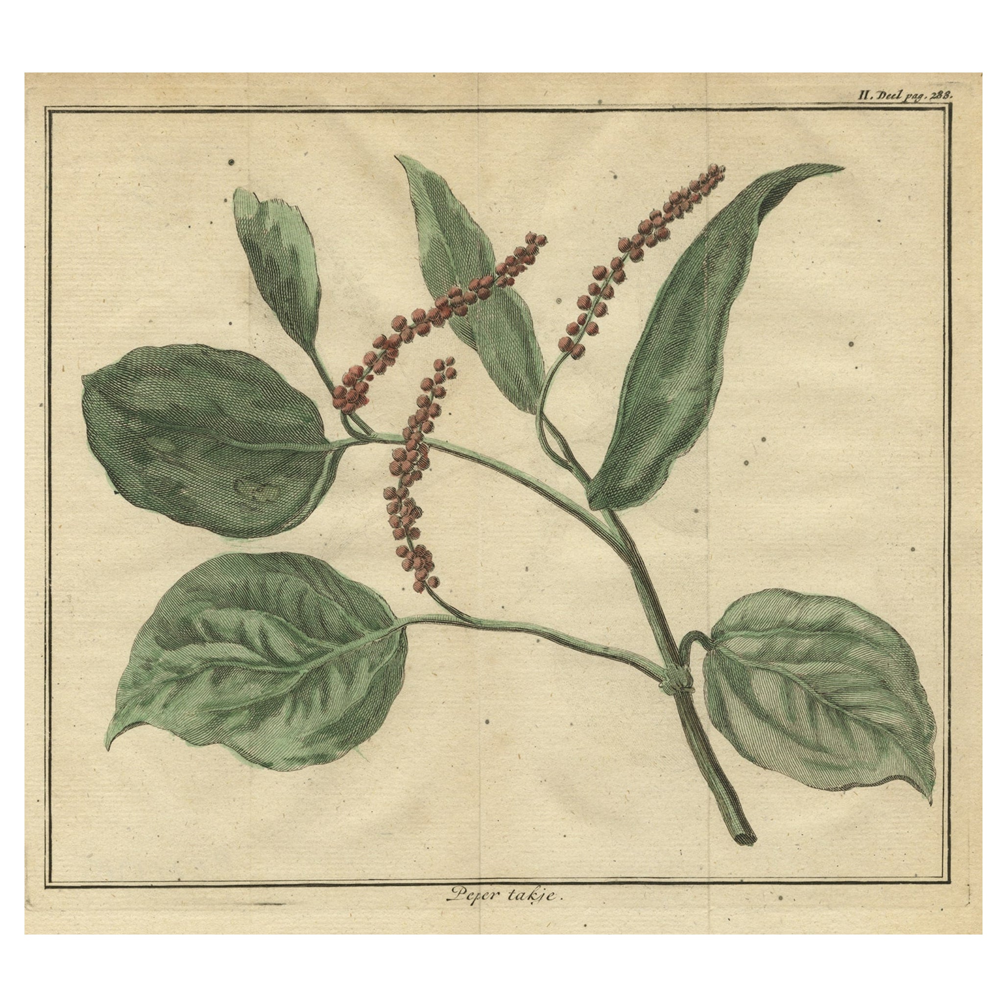 Old Hand-Colored Copper Engraving of a Pepper Branch, 1739 For Sale