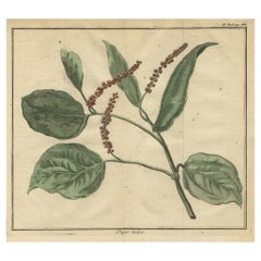 Ancienne gravure en cuivre coloré à la main d'une branche de poivrière, 1739