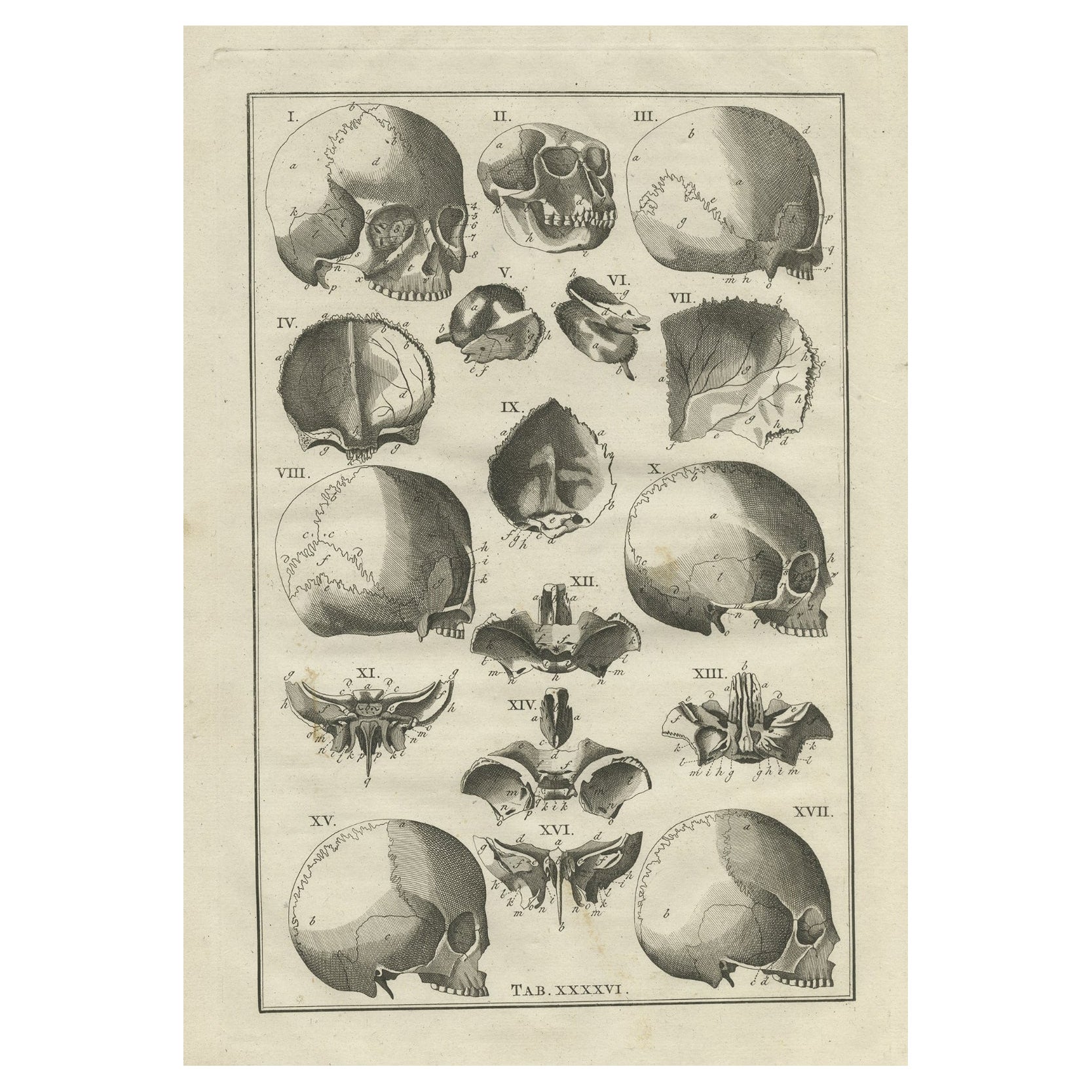 Antique Anatomy Print of the Head, Also Includes the Head of a Monkey, 1798