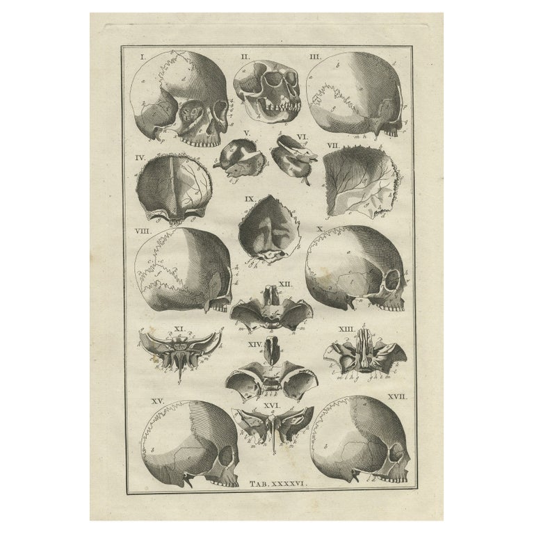 Antique Anatomy Print of the Head, Also Includes the Head of a Monkey ...