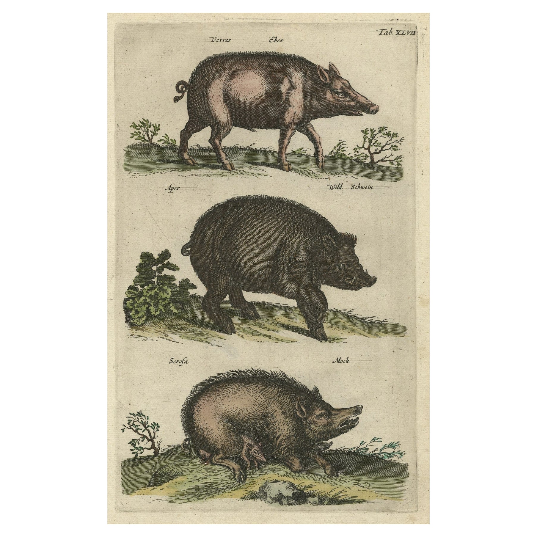 Antique Copper Engraving of Wild Boars or Wild Pigs, 1657