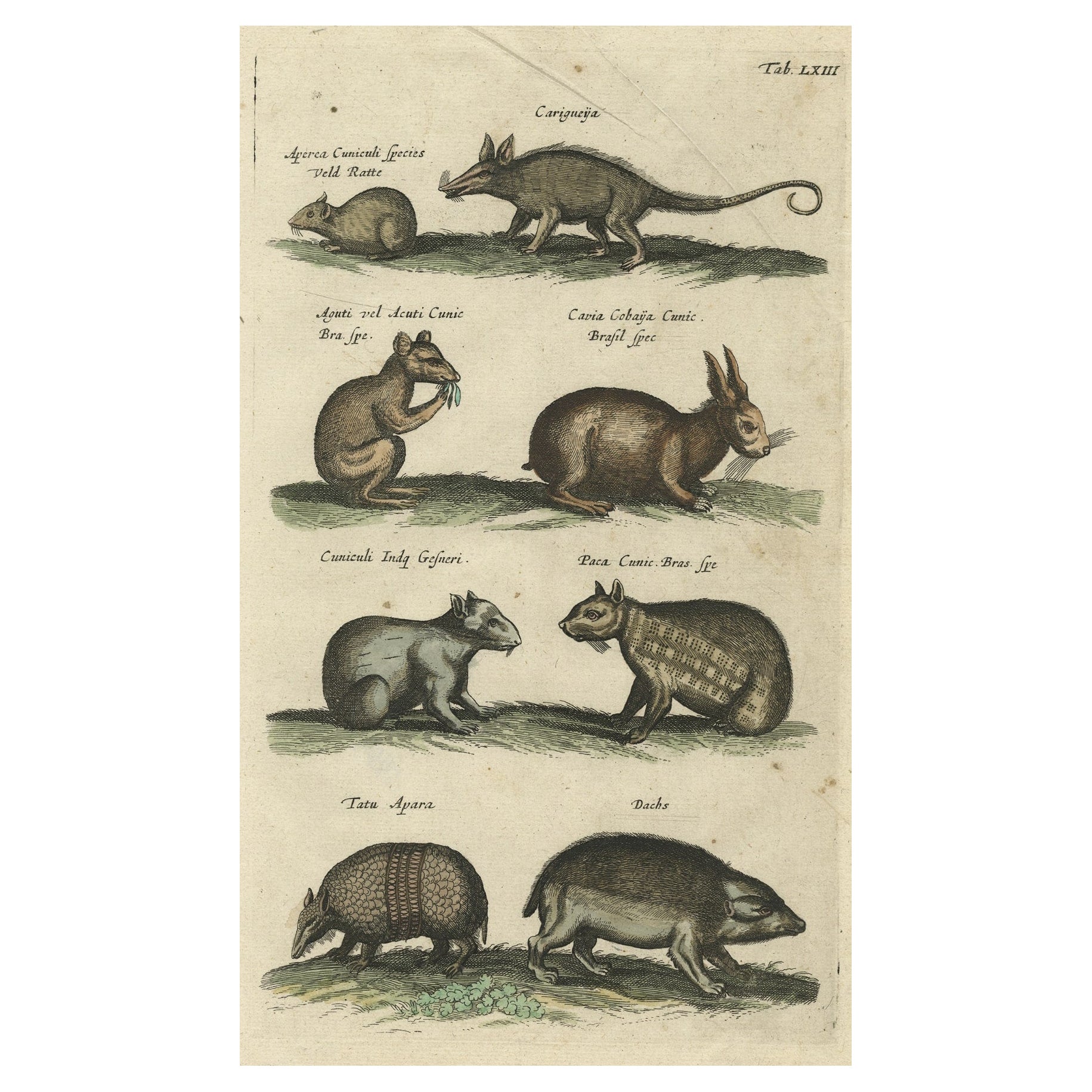Antique Copper Engraving of Various Rodent Species, 1657