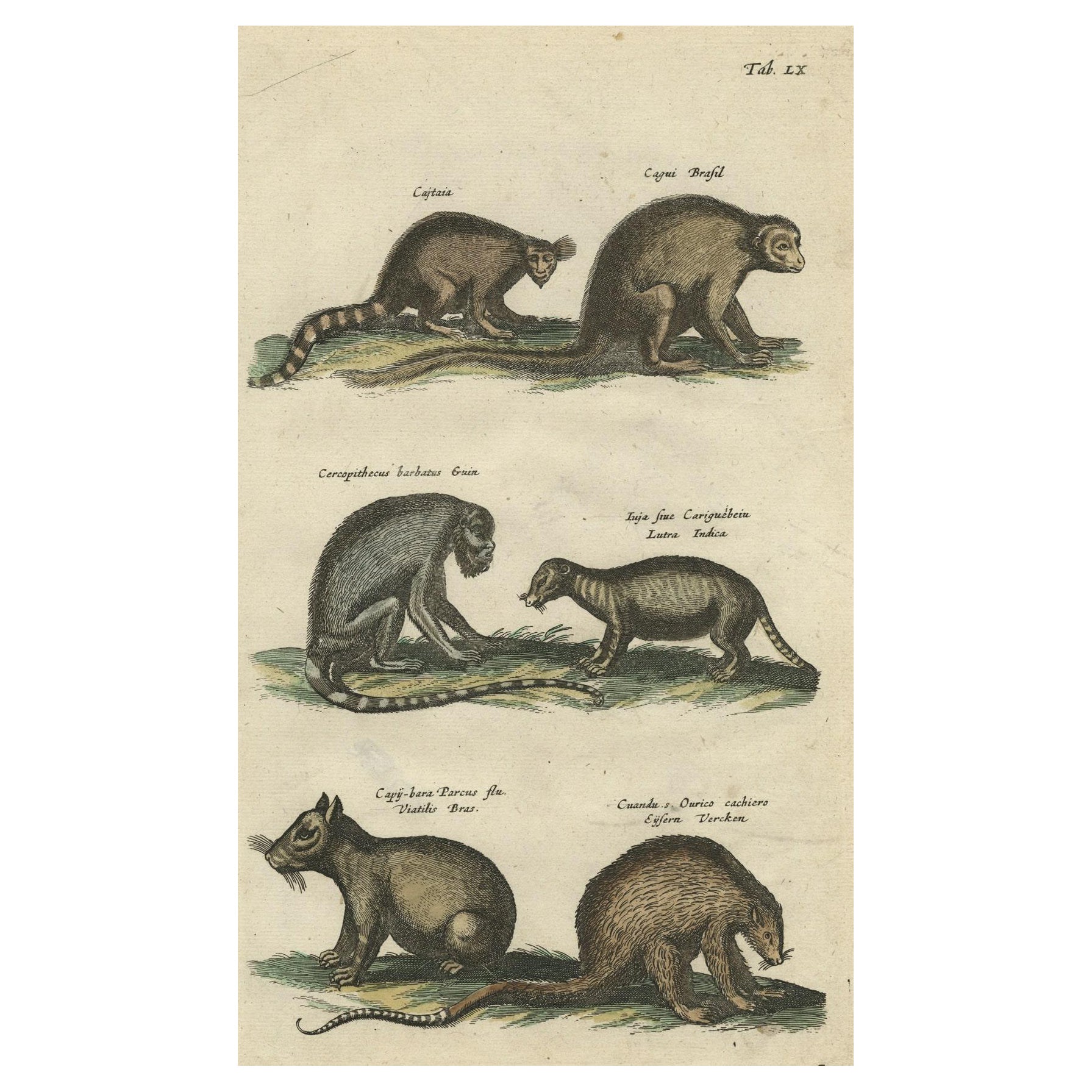 Antique Print of various Mammals Porcupine, Capybara, Otter, Monkey etc., 1657 For Sale