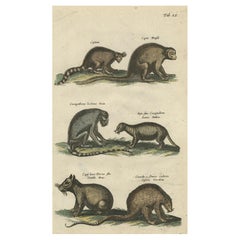 Antique Print of various Mammals Porcupine, Capybara, Otter, Monkey etc., 1657