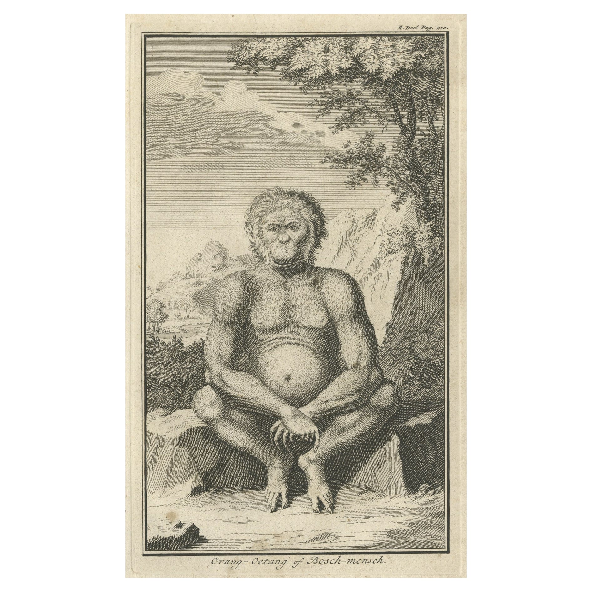 Engraving of an Orang-Utan on Borneo 'Kalimantan' or Sumatra, Indonesia, 1739 For Sale