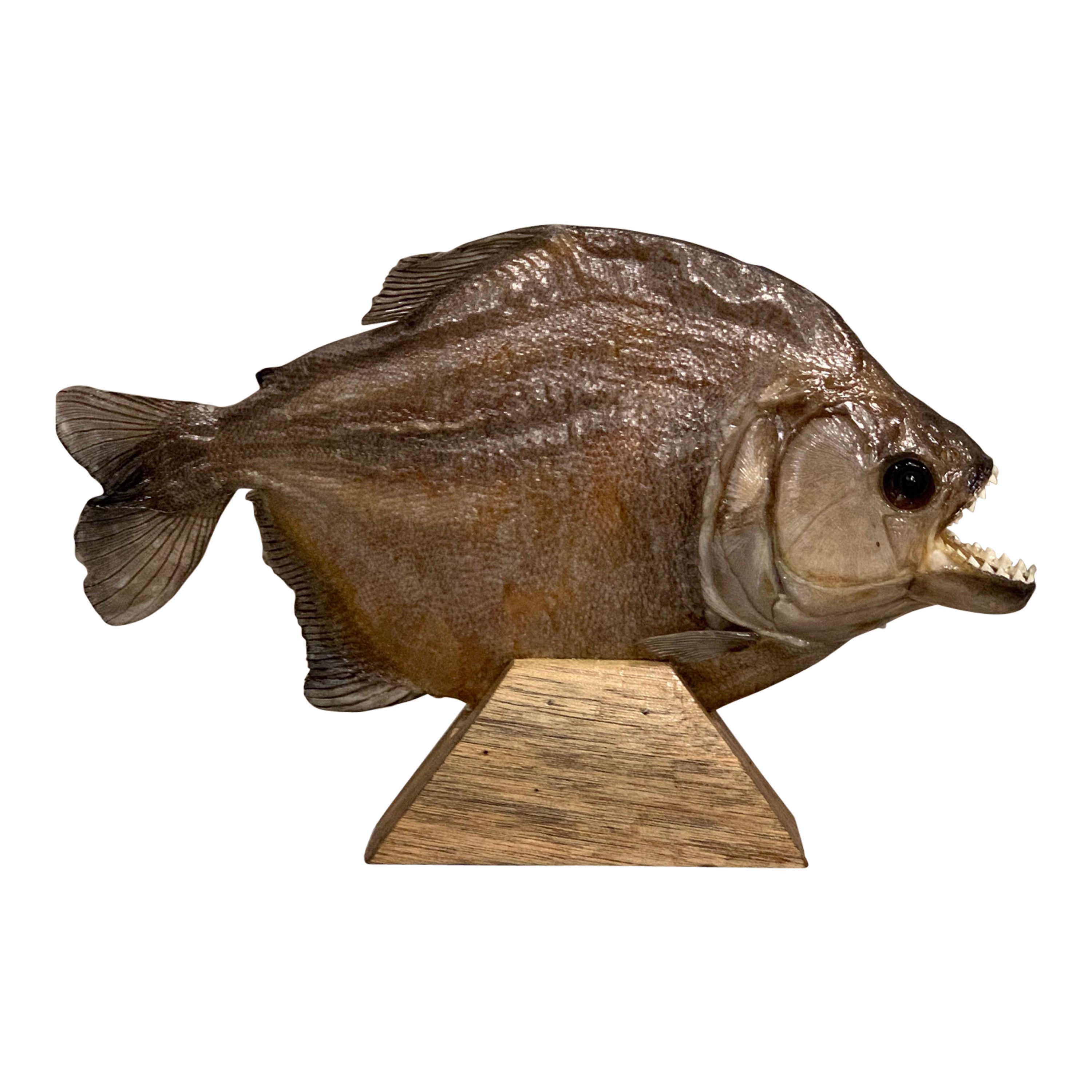 Taxidermy, Large Piranha on Wooden Stand, Piranha
