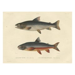 Antique Rare Hand-Colored Fish Print of the Brown Trout and the Brook Trout, 1842