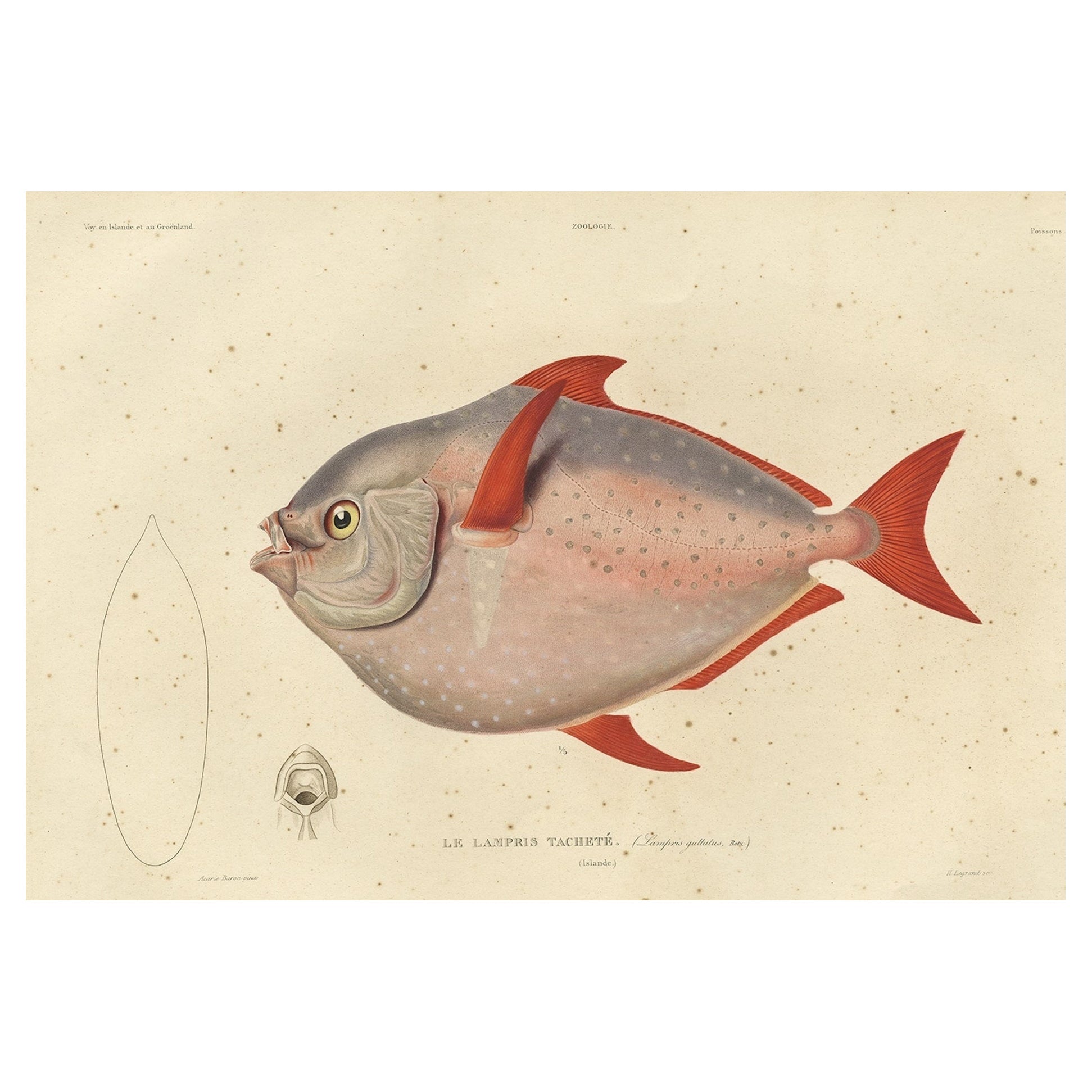 Old Fish Print Named Opah, Cravo, Moonfish, Kingfish or Jerusalem Haddock, 1842 For Sale