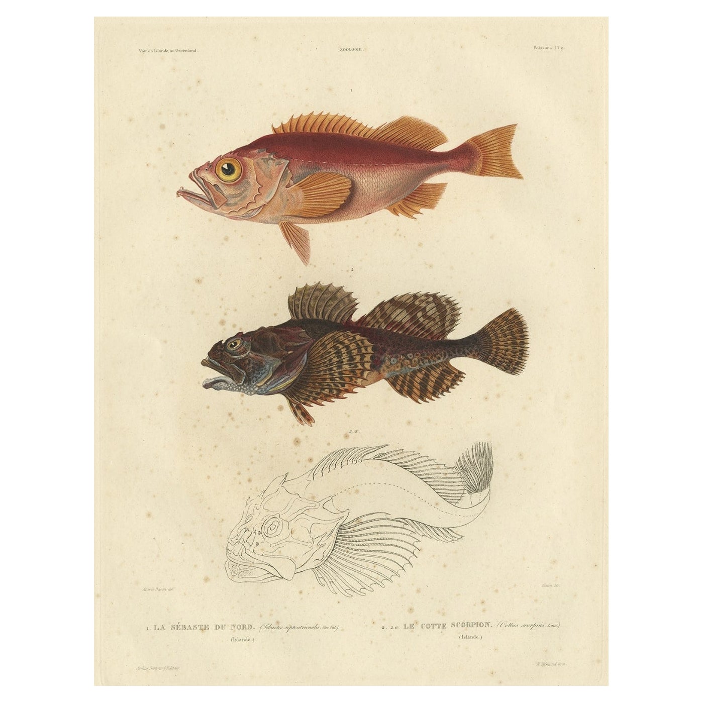 Rare Fish Print of the Norway Redfish 'Sebastes Viviparus' and the Sculpin, 1842 For Sale