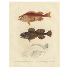 Antique Rare Fish Print of the Norway Redfish 'Sebastes Viviparus' and the Sculpin, 1842