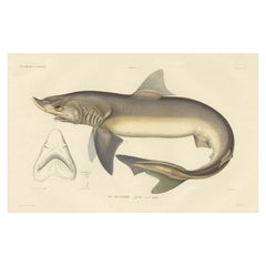 Rare Antique Hand-Colored Fish Print of the School Shark, 1842
