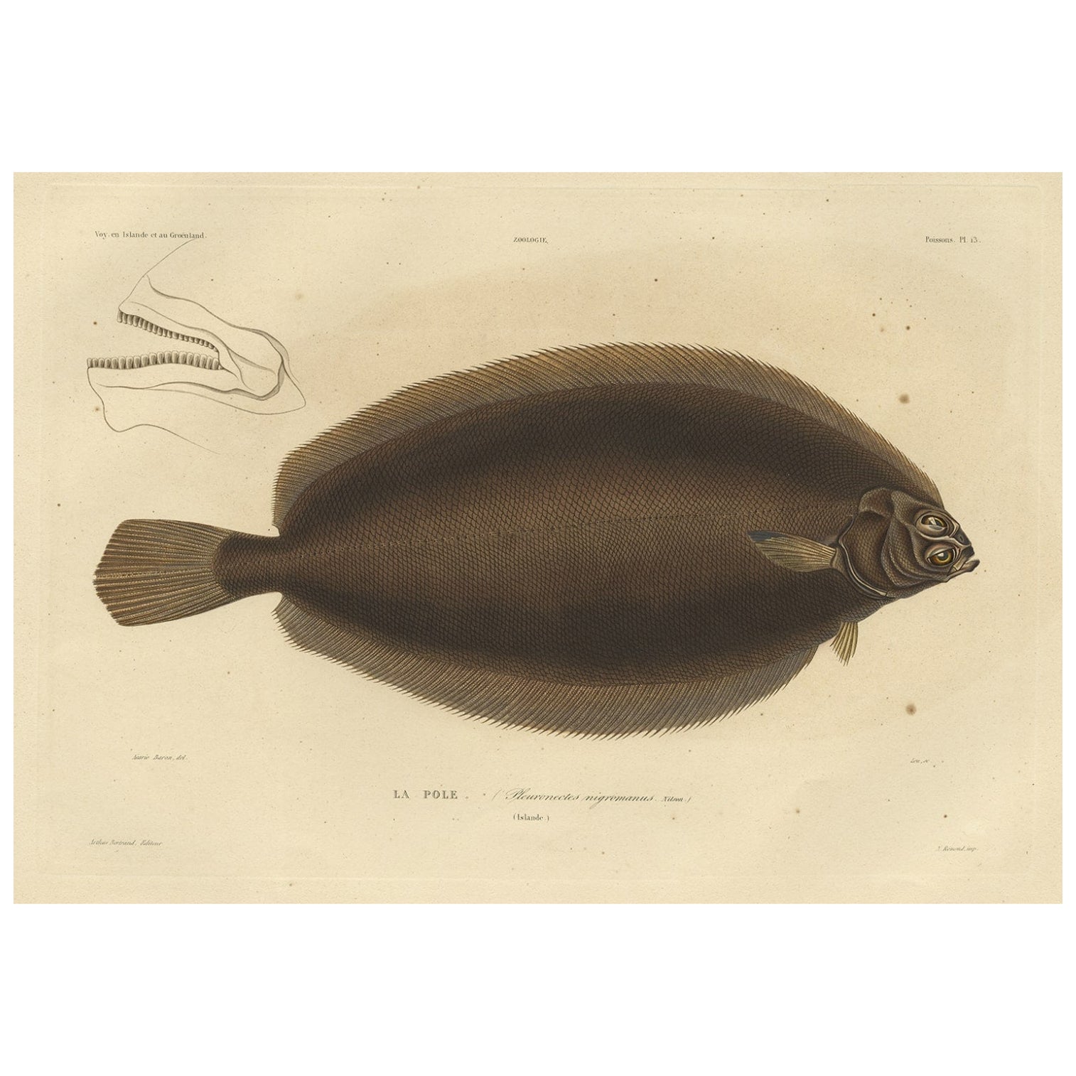 Old Rare Fish Print of the Witch Flounder or Torbay Sole, 1842 For Sale