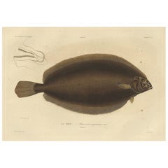 Ancienne et rare gravure de poisson de la plie grise ou de la sole de Torbay, 1842