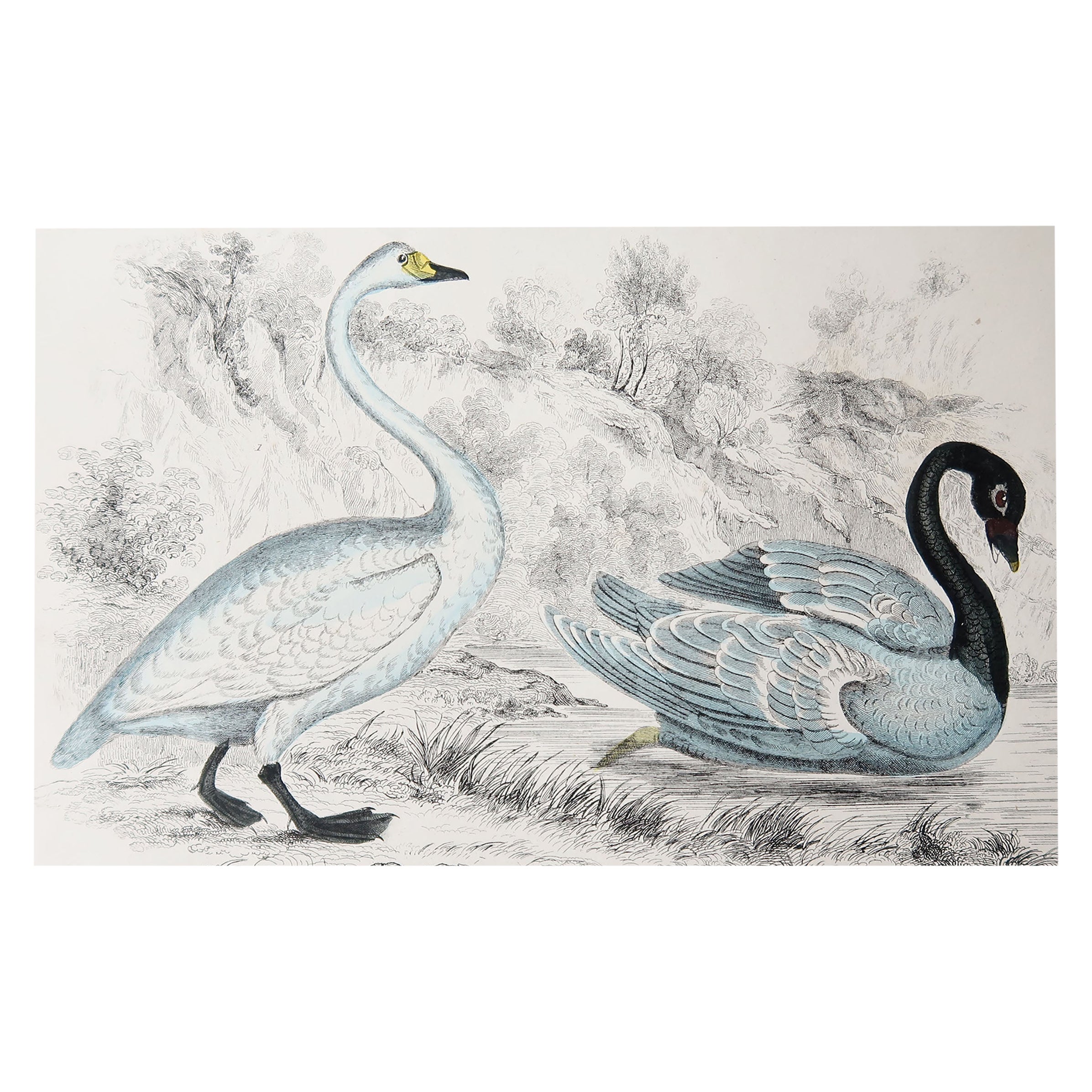 Duck c.1860 Swan Antique print