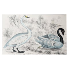 Original Antique Print of Swans, 1847, 'Unframed'