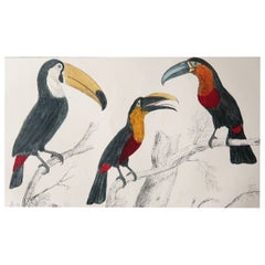 Original Antique Print of Toucans, 1847, 'Unframed'