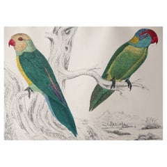 Original Antique Print of Parrots, 1847, 'Unframed'