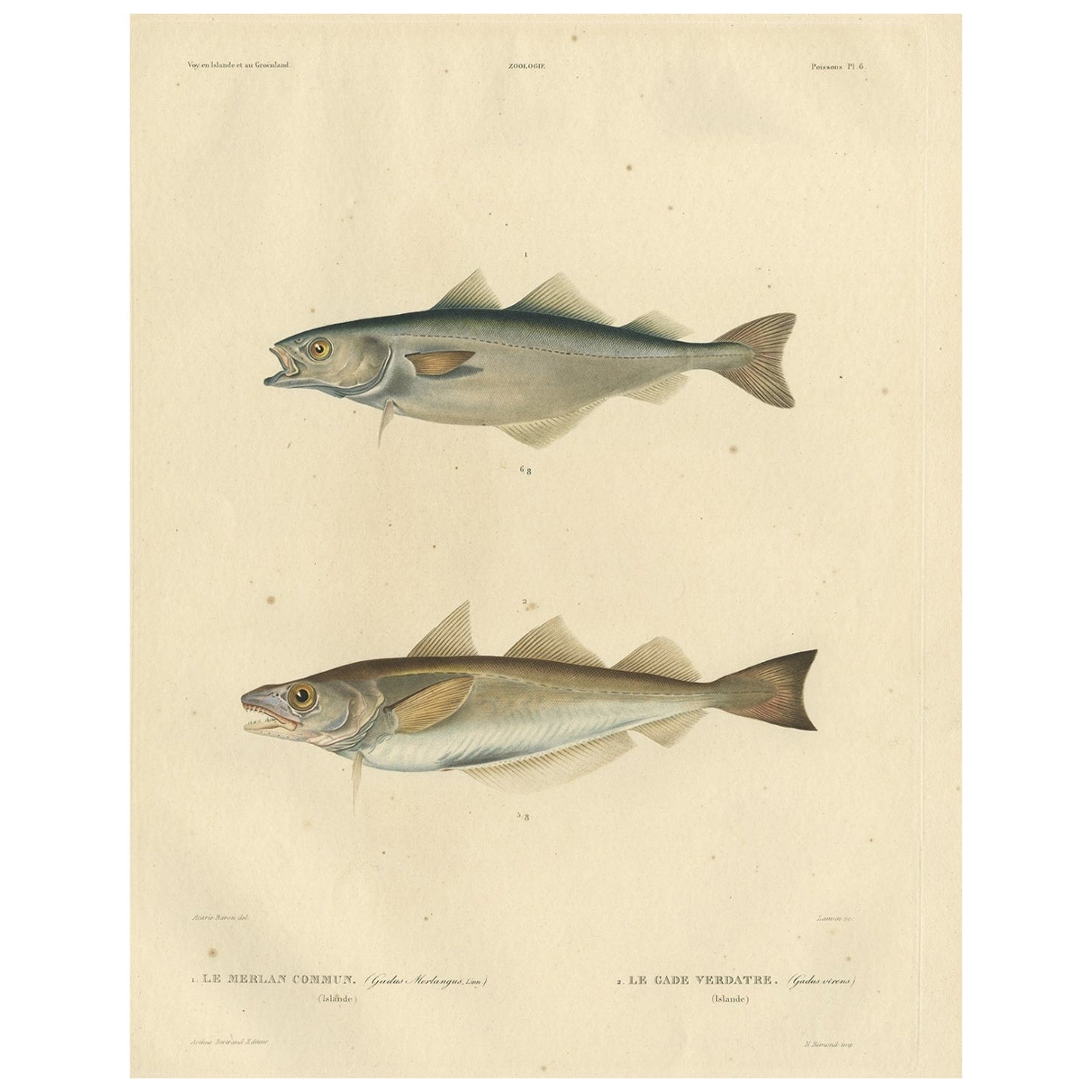 Original Antique Hand-coloured Fish Print of the Whiting, Merling & Saithe, 1842 For Sale