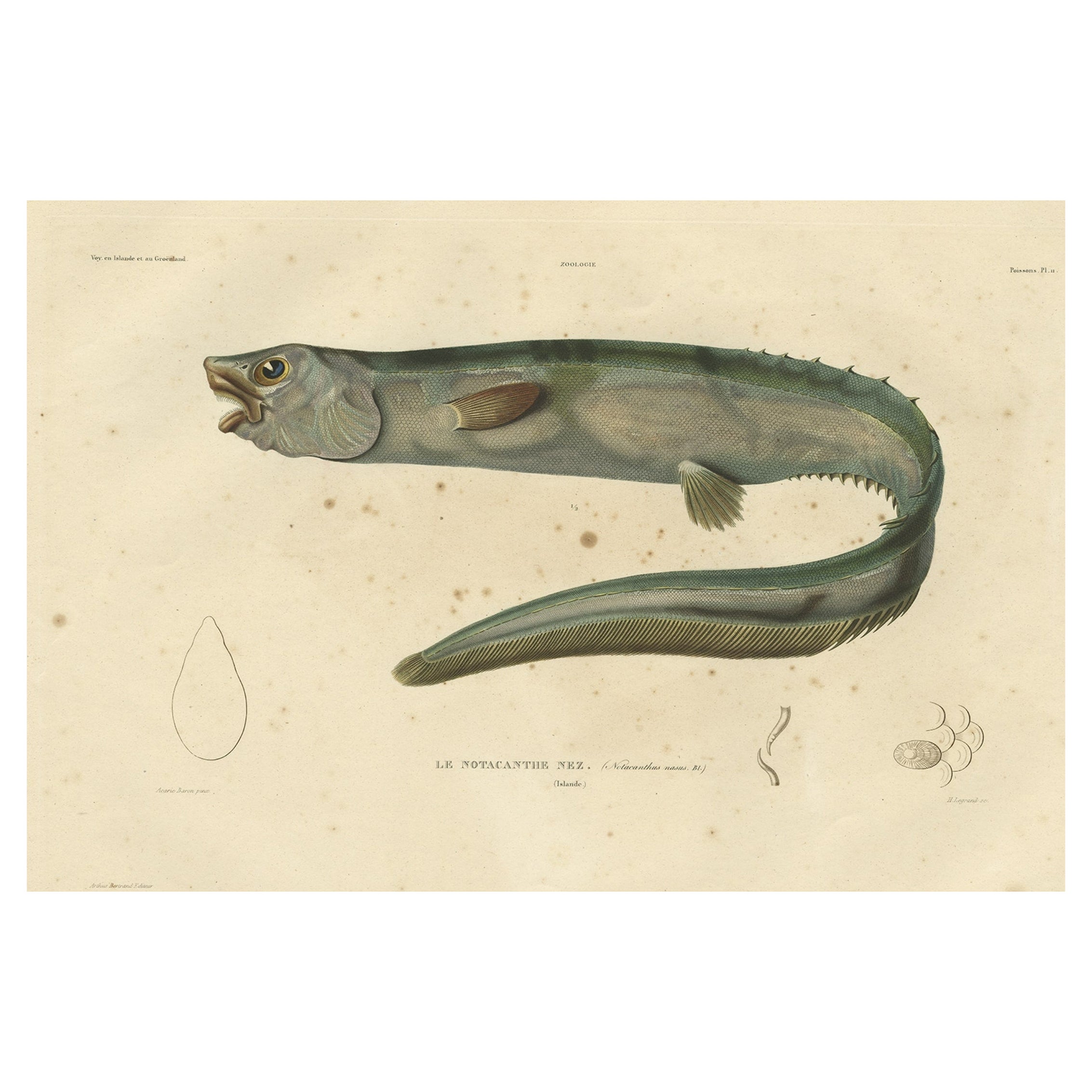 Antiker handkolorierter Fischdruck des schnupflaschenförmigen Spinaals, 1842