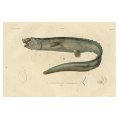 Impression de poisson antique colorée à la main de l'anguille en épinard noué à la bouche, 1842