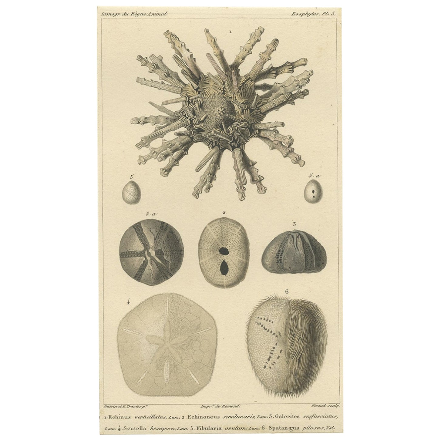 Old Print of the Sand Dollar and Other Sea Urchins, um 1830
