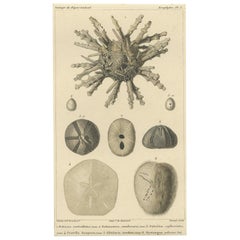 Old Print of the Sand Dollar and Other Sea Urchins, c.1829