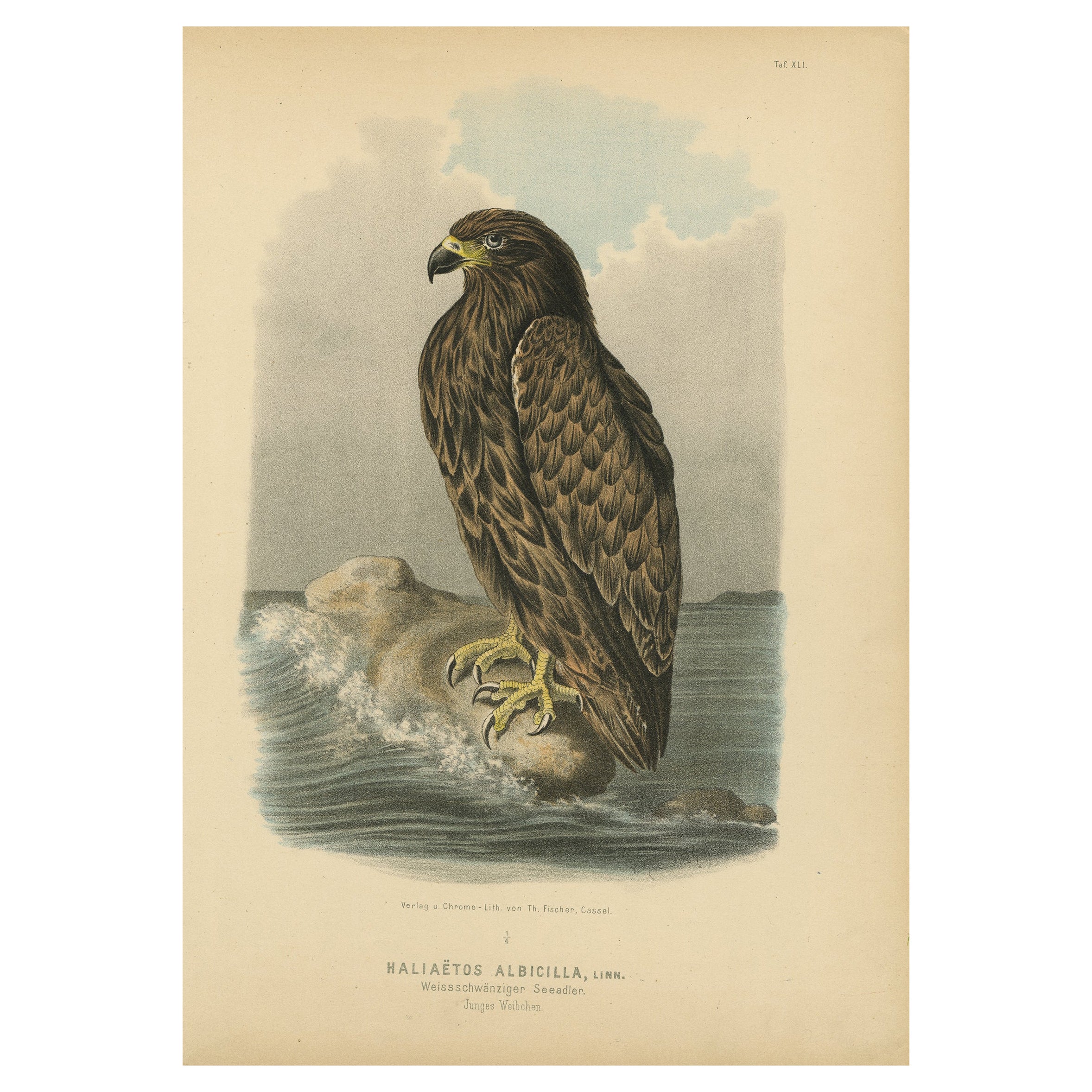 Vogeldruck des weiß Tailed- oder grauen oder grauen oder Eurasianischen Seeadlers, 1894