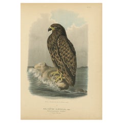 Antique Bird Print of the White-Tailed or Grey or Eurasian Sea Eagle or the Ern'e', 1894